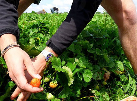Bruinsma-Bio Sexbierum gezocht bijbaantje Bruinsma-Bio Sexbierum gezocht bijbaantje,bijbaantje in friesland