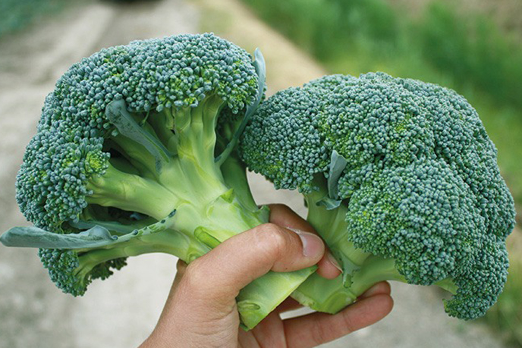 Broccoli Grower Bruinsma and organic produce of - packer Bio